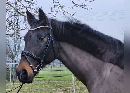 Holsteiner, Merrie, 14 Jaar, 165 cm, Zwartbruin