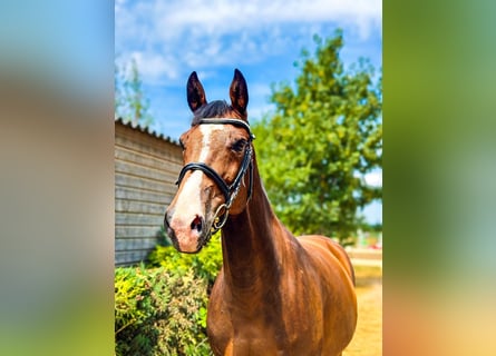 Holsteiner, Merrie, 14 Jaar, 167 cm, Bruin