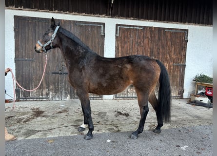 Holsteiner, Merrie, 14 Jaar, 168 cm, Donkerbruin