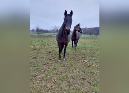 Holsteiner, Merrie, 14 Jaar, 170 cm, Donkerbruin