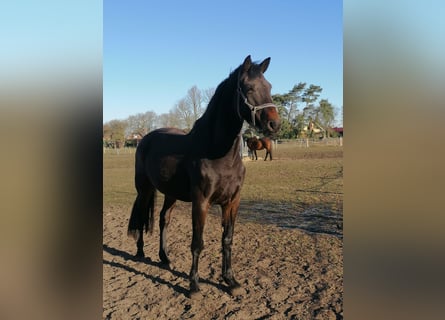 Holsteiner, Merrie, 14 Jaar, 170 cm, Zwartbruin