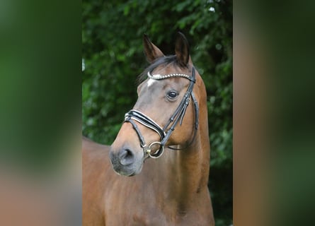 Holsteiner, Merrie, 17 Jaar, 167 cm, Bruin