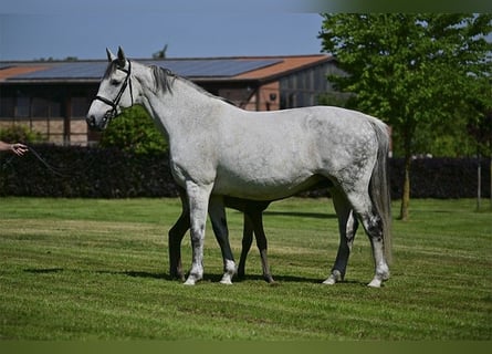 Holsteiner, Merrie, 17 Jaar, 172 cm, Schimmel