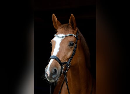 Holsteiner, Merrie, 18 Jaar, 162 cm, Vos