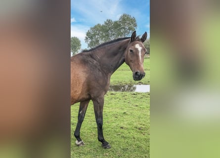 Holsteiner, Merrie, 18 Jaar, 165 cm, Bruin