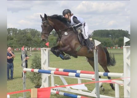 Holsteiner, Merrie, 19 Jaar, 163 cm, Bruin