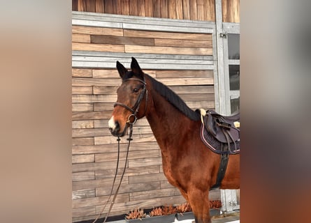 Holsteiner, Merrie, 19 Jaar, 167 cm, Donkerbruin