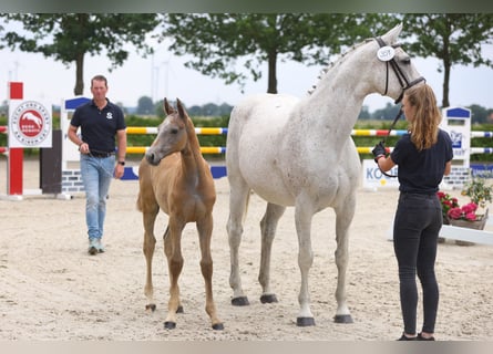 Holsteiner, Merrie, 19 Jaar, Schimmel