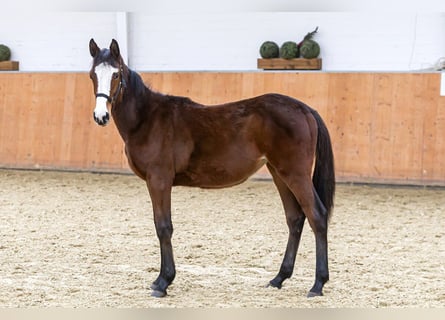 Holsteiner, Merrie, 1 Jaar, Bruin