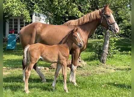 Holsteiner, Merrie, 1 Jaar, Bruin
