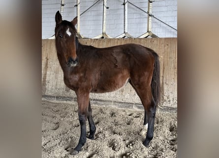 Holsteiner, Merrie, 1 Jaar, Bruin