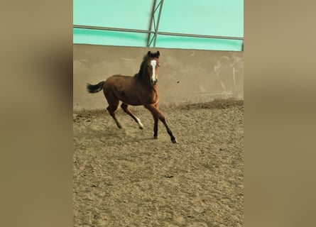 Holsteiner, Merrie, 1 Jaar, Bruin