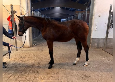 Holsteiner, Merrie, 1 Jaar, Bruin