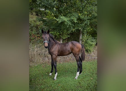 Holsteiner, Merrie, 1 Jaar, Zwartbruin