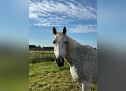 Holsteiner, Merrie, 20 Jaar, Schimmel