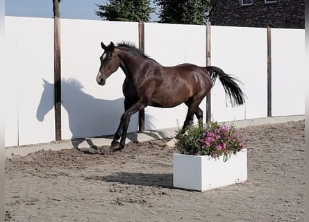 Holsteiner, Merrie, 21 Jaar, 163 cm, Bruin