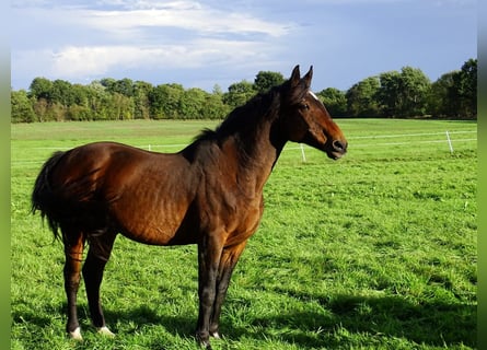 Holsteiner, Merrie, 21 Jaar