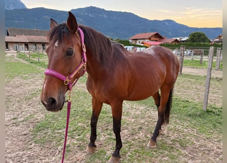 Holsteiner, Merrie, 22 Jaar, 165 cm, Bruin