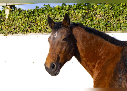 Holsteiner, Merrie, 22 Jaar, 165 cm, Bruin