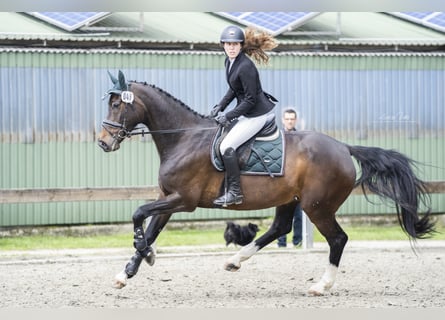 Holsteiner, Merrie, 22 Jaar, 168 cm, Donkerbruin