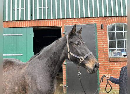 Holsteiner, Merrie, 23 Jaar, 170 cm, Donkerbruin