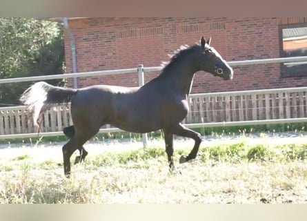 Holsteiner, Merrie, 2 Jaar, 167 cm, Schimmel