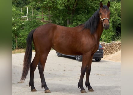 Holsteiner, Merrie, 2 Jaar, 168 cm, Bruin