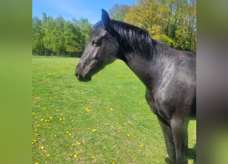 Holsteiner, Merrie, 2 Jaar, 168 cm, Zwart