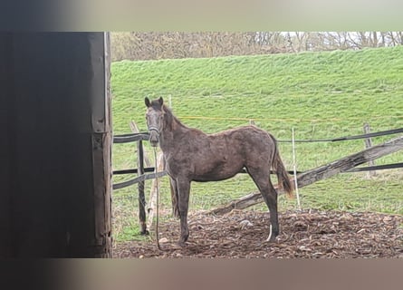 Holsteiner, Merrie, 2 Jaar, Schimmel