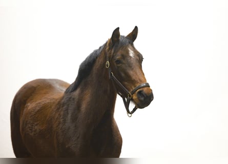 Holsteiner, Merrie, 3 Jaar, 154 cm, Bruin