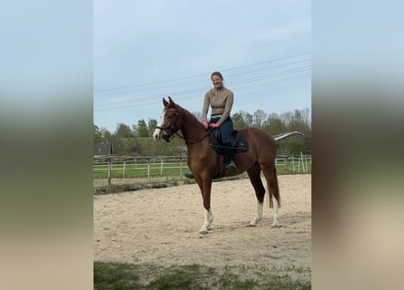 Holsteiner, Merrie, 3 Jaar, 162 cm, Vos