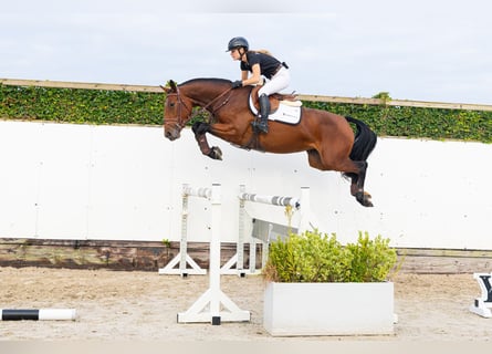 Holsteiner, Merrie, 3 Jaar, 163 cm, Bruin