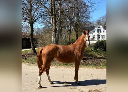 Holsteiner, Merrie, 3 Jaar, 165 cm, Vos