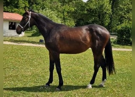 Holsteiner, Merrie, 3 Jaar, 171 cm, Donkerbruin
