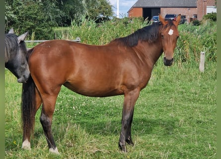 Holsteiner, Merrie, 3 Jaar, Bruin