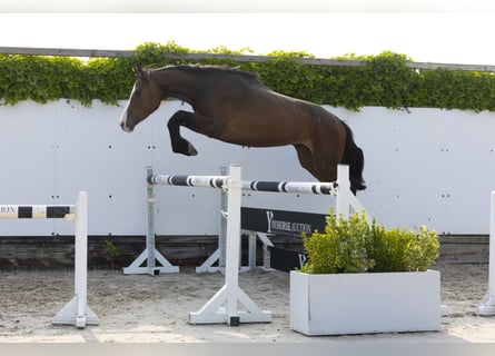 Holsteiner, Merrie, 4 Jaar, 162 cm, Donkerbruin