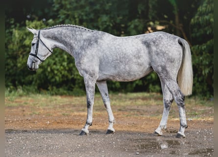 Holsteiner, Merrie, 4 Jaar, 165 cm, Schimmel