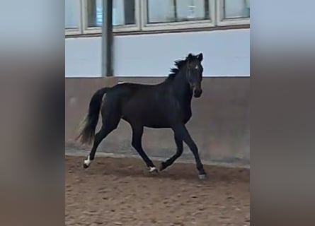Holsteiner, Merrie, 4 Jaar, 165 cm, Zwartbruin