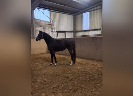 Holsteiner, Merrie, 4 Jaar, 166 cm, Donkerbruin