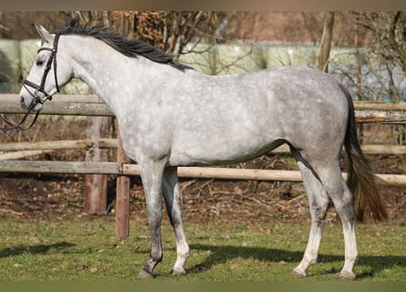 Holsteiner, Merrie, 4 Jaar, 167 cm, Schimmel