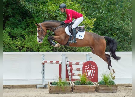 Holsteiner, Merrie, 4 Jaar, 168 cm, Bruin