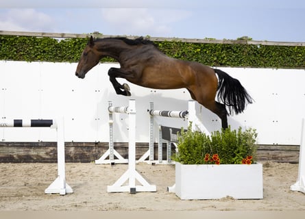 Holsteiner, Merrie, 4 Jaar, 174 cm, Bruin