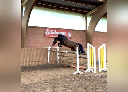 Holsteiner, Merrie, 5 Jaar, 148 cm, Donkerbruin