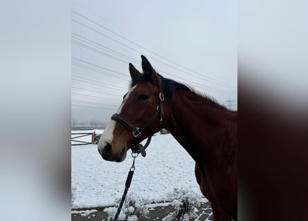 Holsteiner, Merrie, 5 Jaar, 163 cm, Bruin