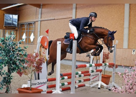 Holsteiner, Merrie, 5 Jaar, 163 cm, Bruin