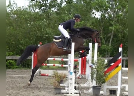 Holsteiner, Merrie, 5 Jaar, 163 cm, Bruin