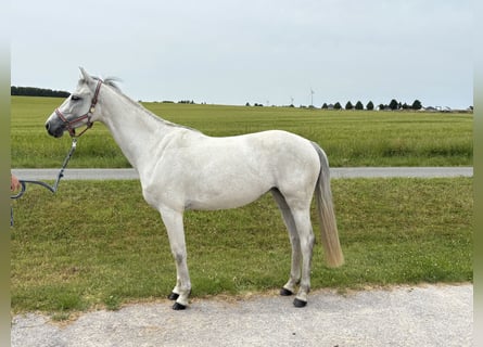 Holsteiner, Merrie, 5 Jaar, 163 cm, Schimmel