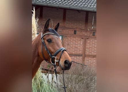 Holsteiner, Merrie, 5 Jaar, 165 cm, Bruin