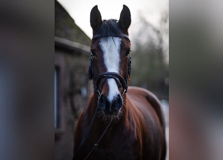 Holsteiner, Merrie, 5 Jaar, 165 cm, Bruin