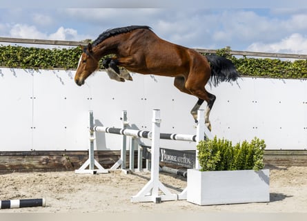 Holsteiner, Merrie, 5 Jaar, 166 cm, Bruin